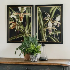 Brockby Set of Two Framed Lily Wall Art 70cm