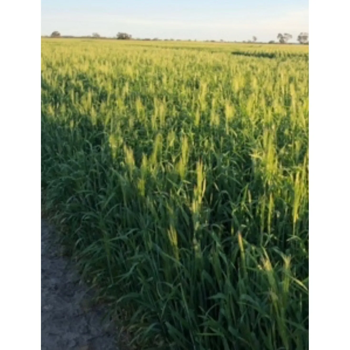 Cape Barley Seeds