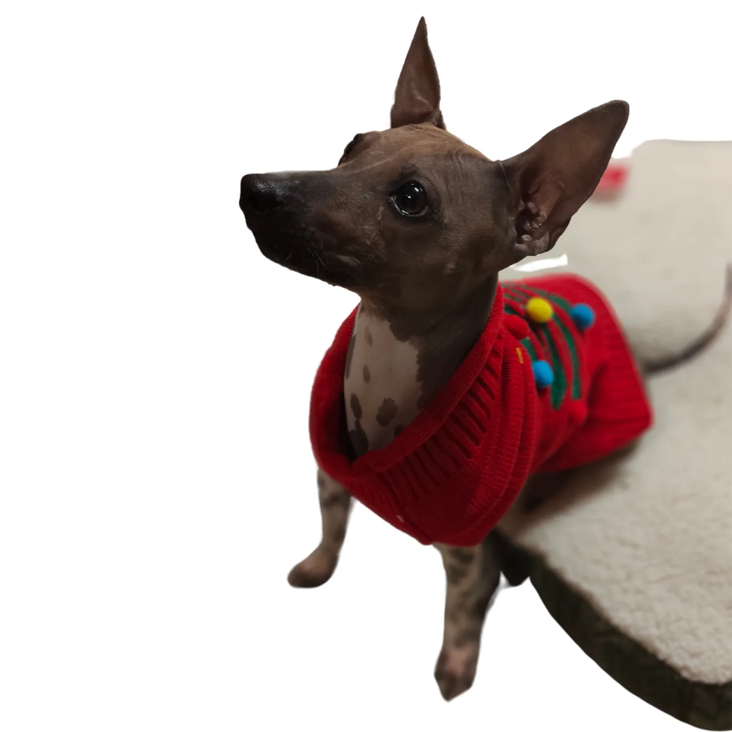 Christmas Tree Sweater | Festive Dog Jumper by Holly & Robin