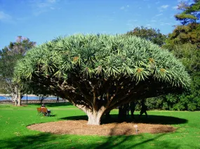 Dragon Tree Dracaena draco 10 Seeds  USA Company