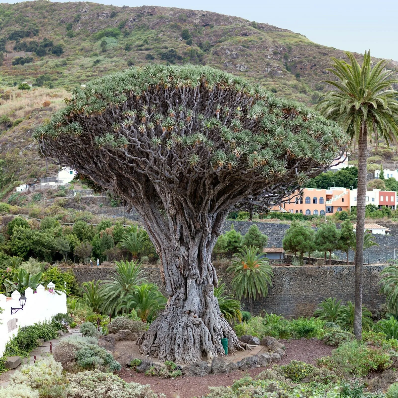 Dragon Tree Dracaena draco 10 Seeds  USA Company