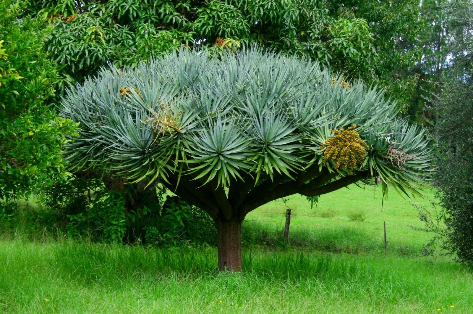 Dragon Tree Dracaena draco 10 Seeds  USA Company