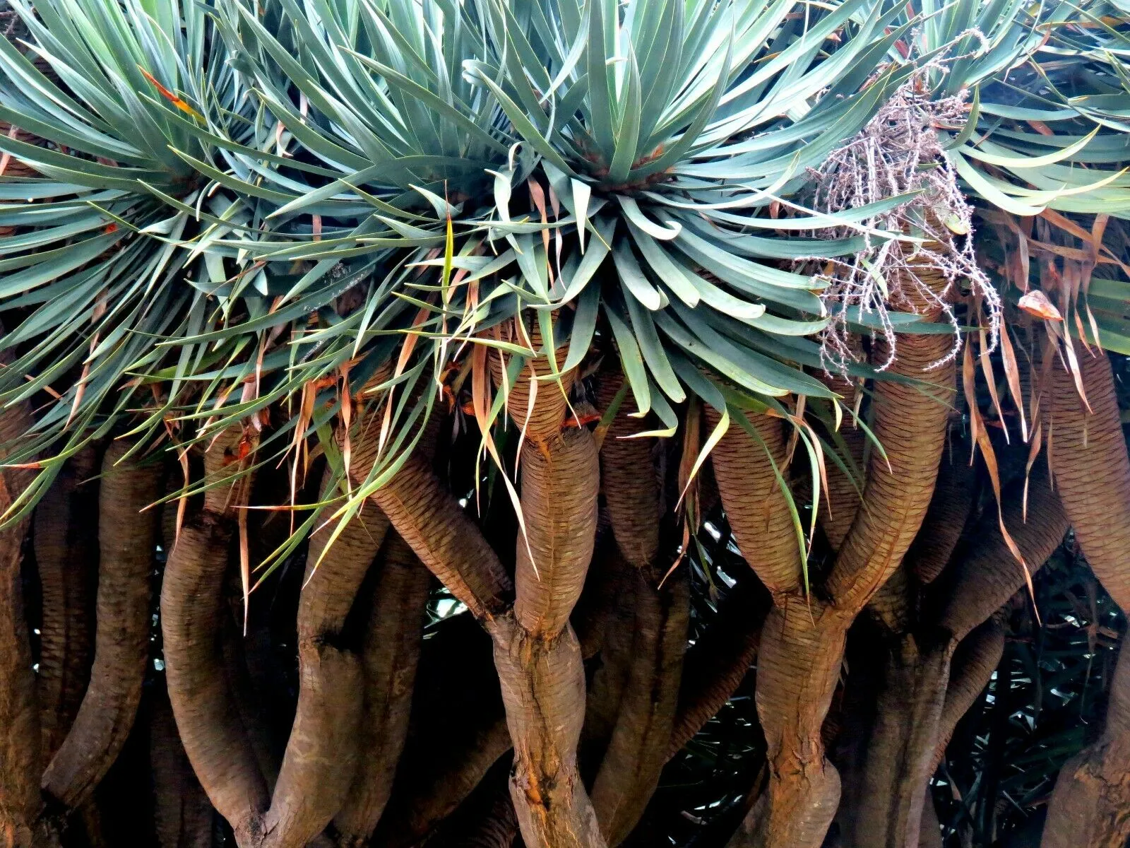 Dragon Tree Dracaena draco 10 Seeds  USA Company