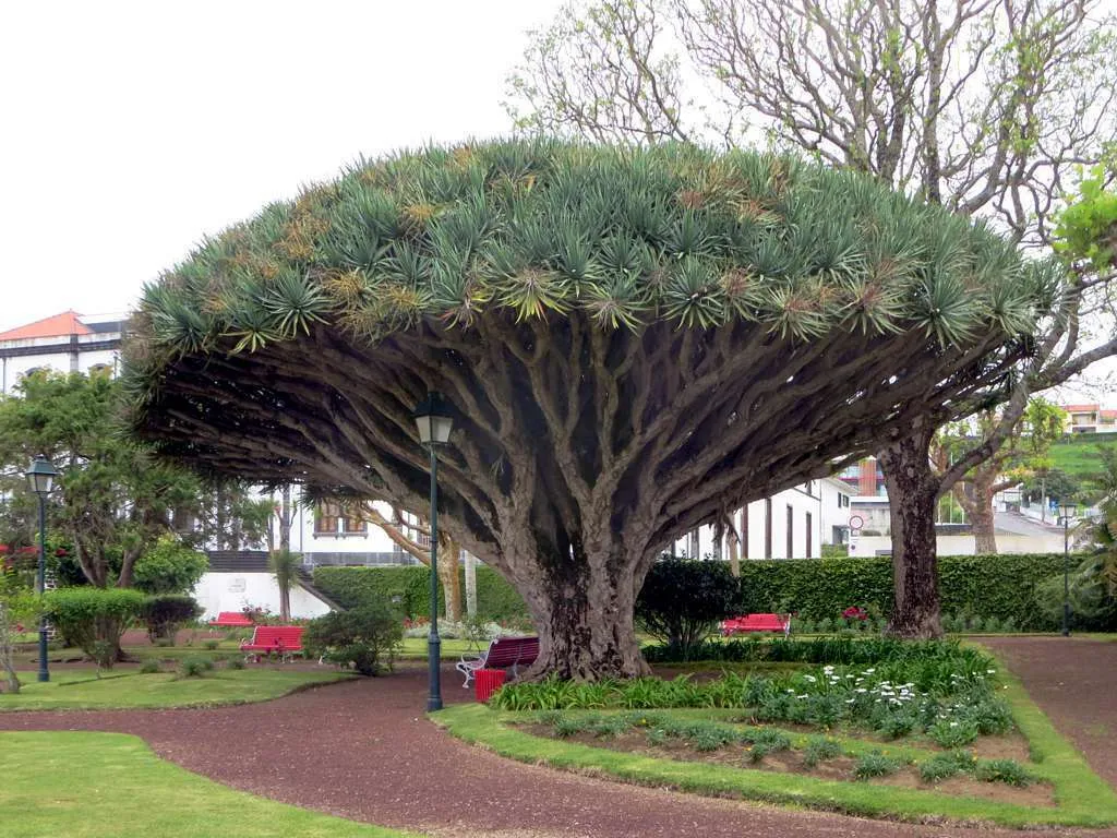 Dragon Tree Dracaena draco 10 Seeds  USA Company