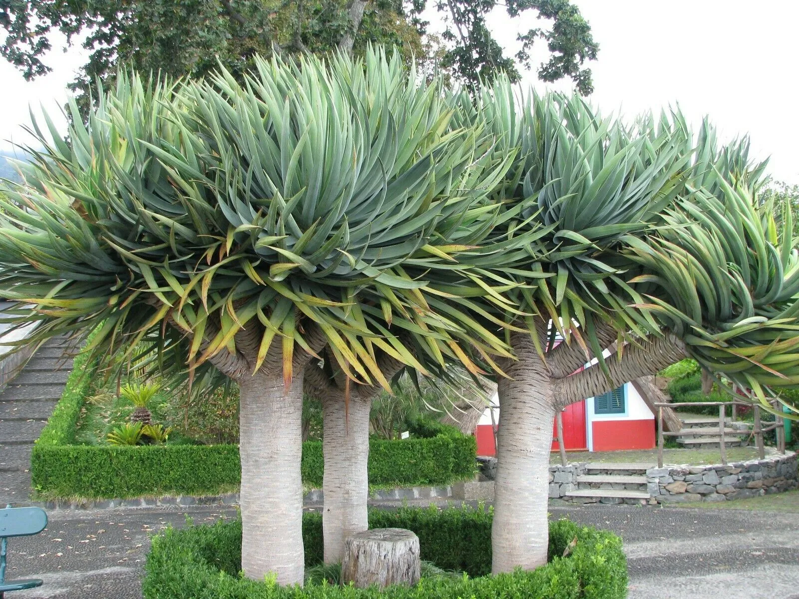 Dragon Tree Dracaena draco 10 Seeds  USA Company