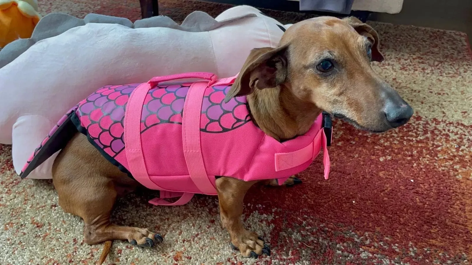 Shark-Mermaid Dachshund Life Jacket