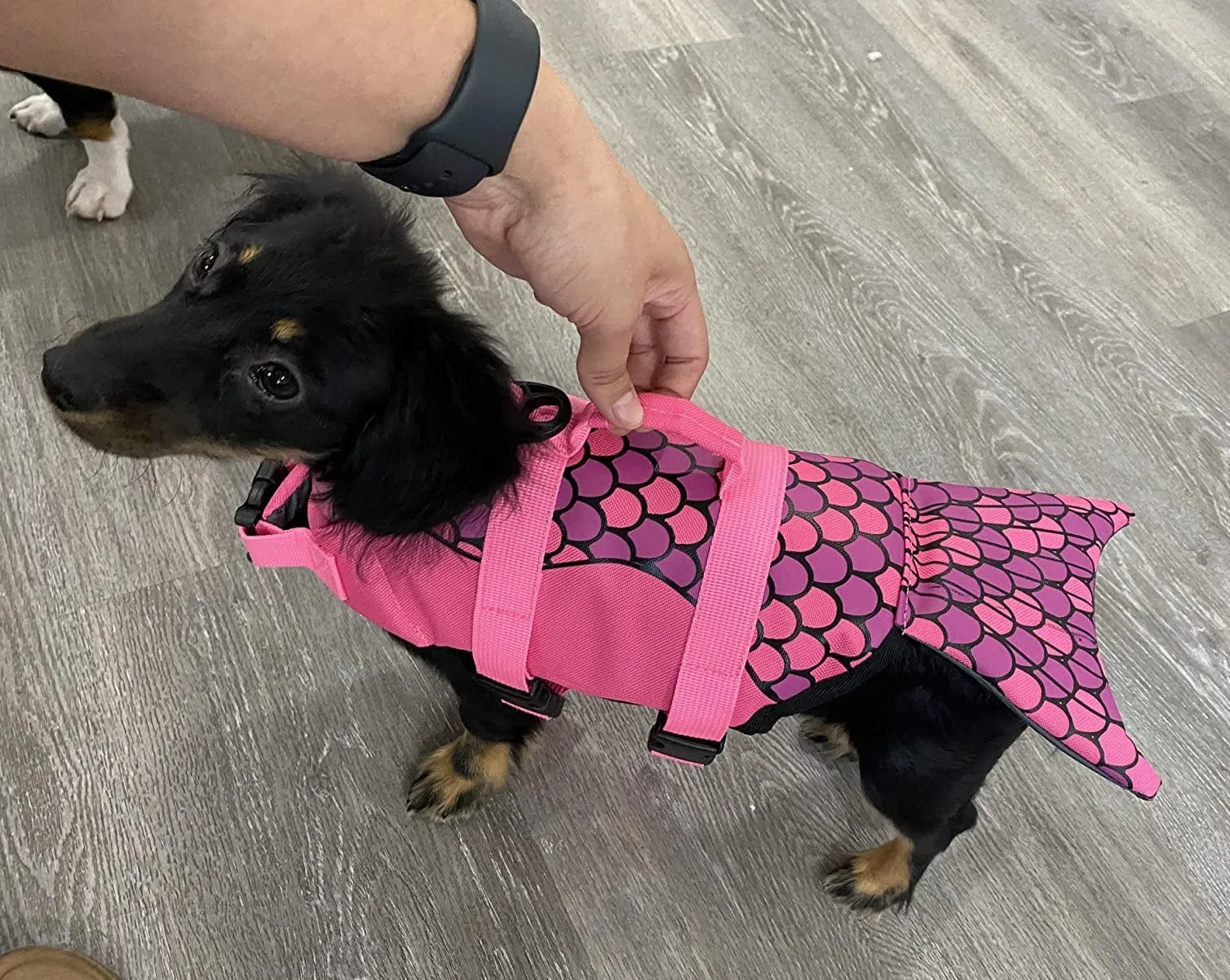 Shark-Mermaid Dachshund Life Jacket